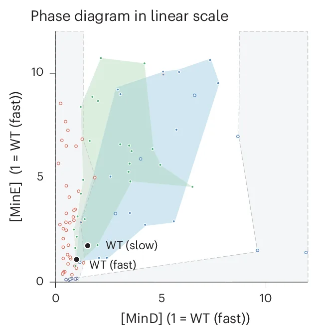 Plot showing: Scatter Plot, Phase Diagram, Linear Scale, Average, Wild Type