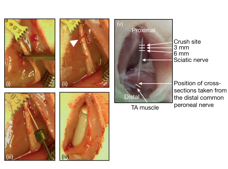 Plot showing: Photo, Sciatic nerve crush injury, Lesion, Direct injection, dH2O