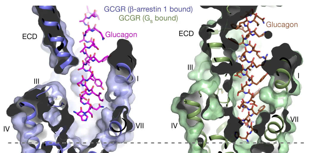 Plot showing: Protein Structure, Chemical Structure, Glucagon, GCGR, Binding Modes