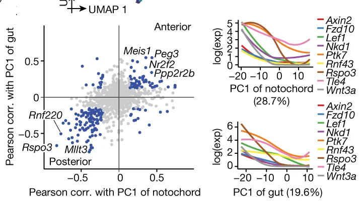 Plot showing: Scatter Plot, Line Plot, Pearson Correlation, Principal Component 1, Notochord