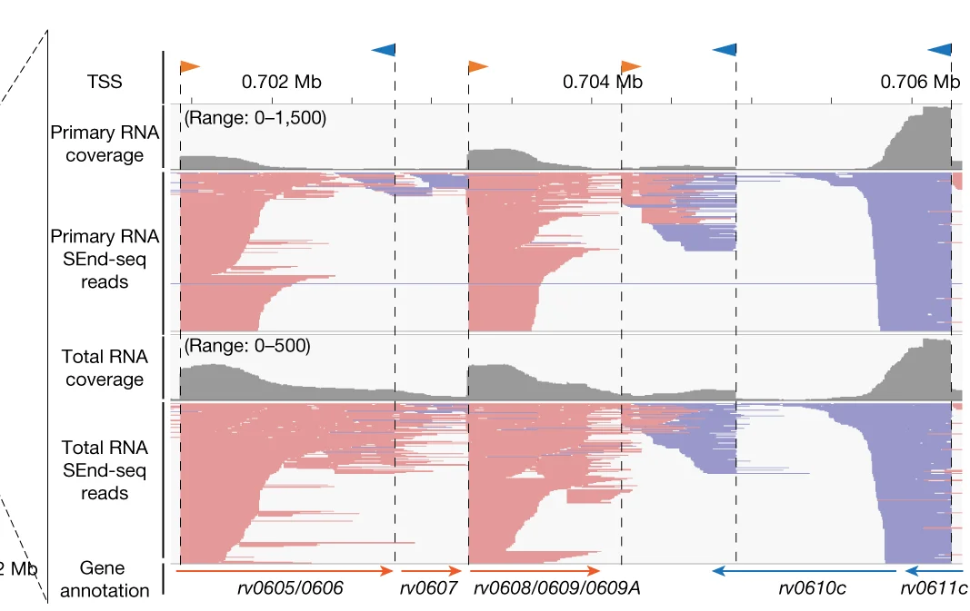 Plot showing: Line Plot, Error Bars, SEnd-seq Data, RNA Coverage, SEnd-seq Reads