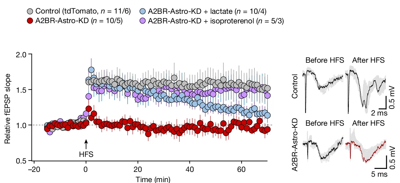 Plot showing: Line Plot, Error Bars, Time Course, fEPSP, CA1 Area