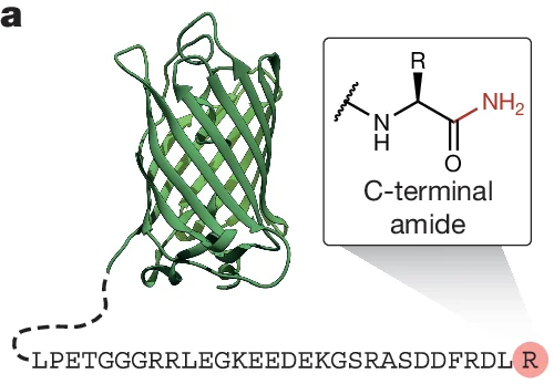 Plot showing: 3D Structure, Chemical structure, Protein, Amino acid sequence, C-terminal amide