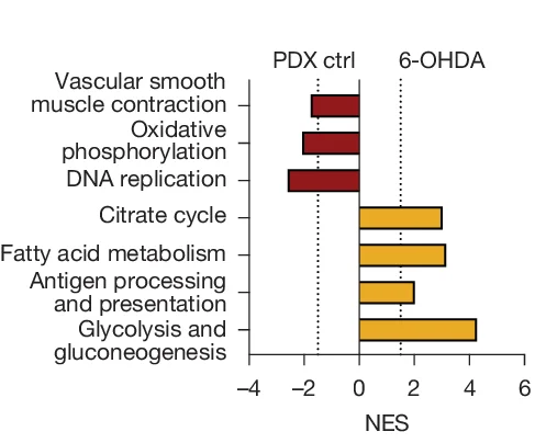Plot showing: Bar Plot, GSEA, PDAC Cells, Control PDX Tumours, Denervated PDX Tumours