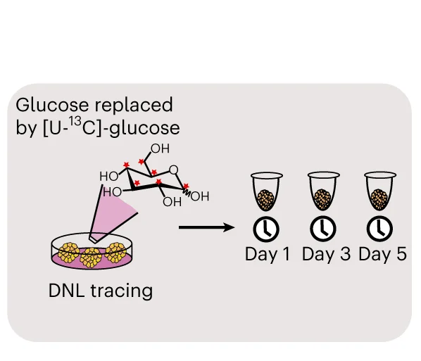 Plot showing: Workflow, Illustration, DNL Tracing, Glucose, APOB -/- Organoids