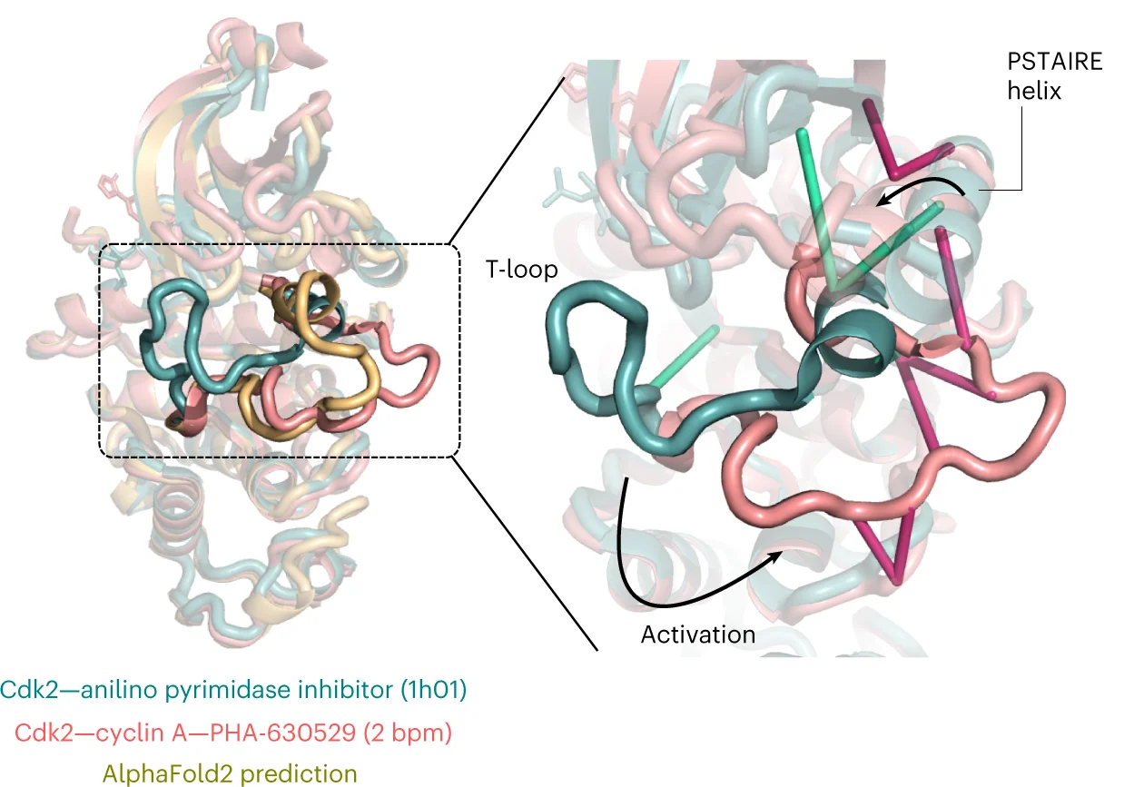 Plot showing: Protein Structure, Cdk2, Cyclin A, AlphaFold2, AlphaLink
