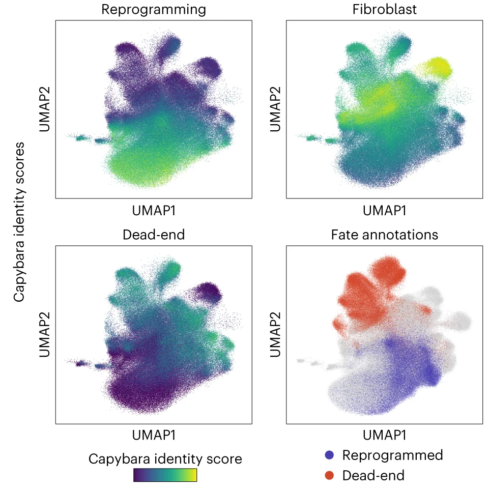 Plot showing: UMAP, Scatter Plot, Transcriptional Identity, scRNA-seq, Reprogrammed Cells