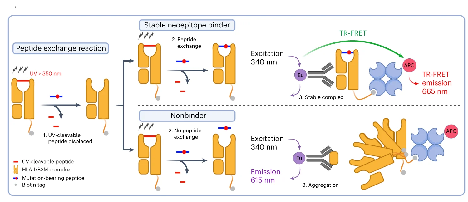 Plot showing: Workflow, Illustration, TR-FRET Assay, Neoepitope-HLA Binding, HLA Monomers