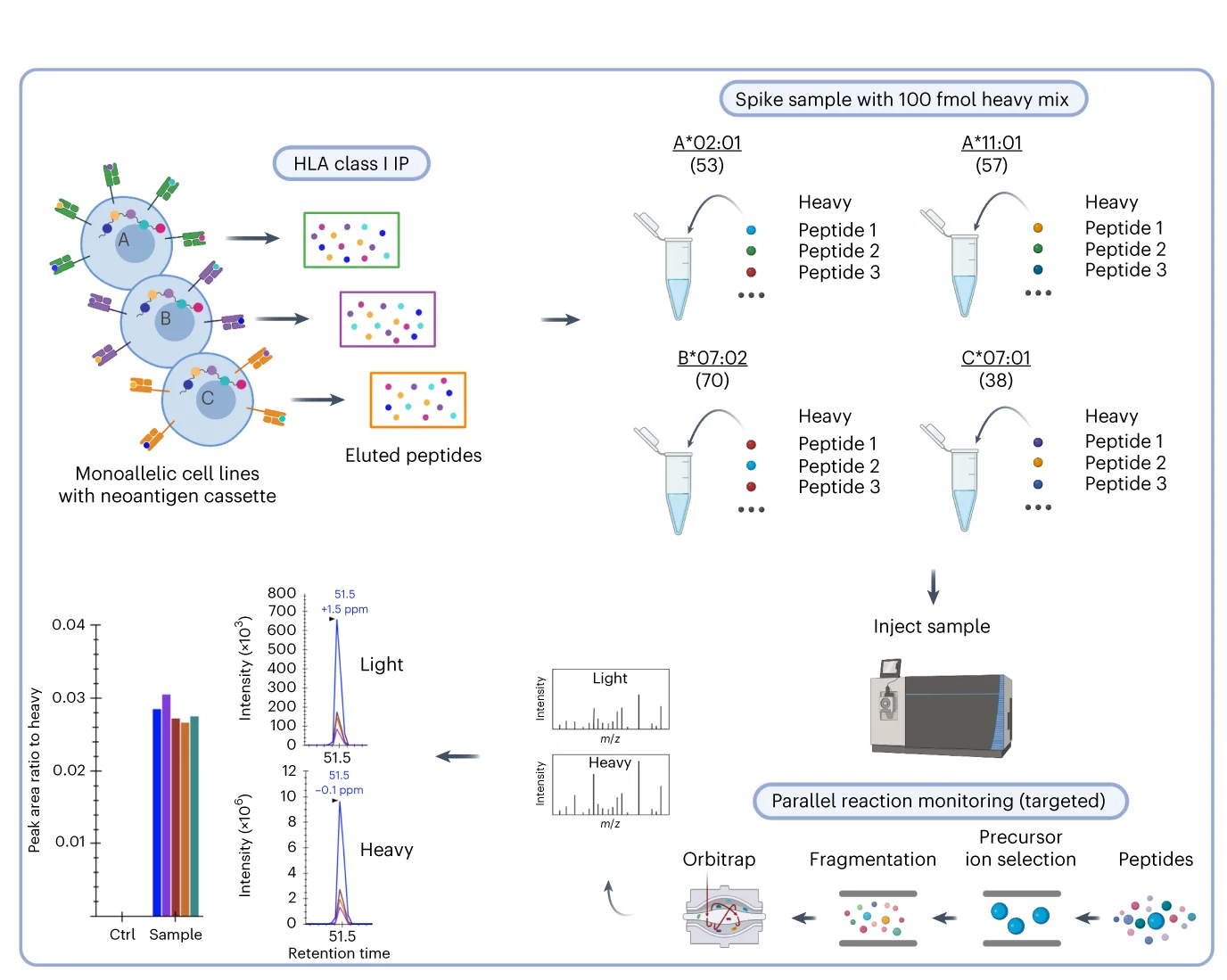 Plot showing: Workflow, Bar Plot, Line Plot, Illustration, Targeted Immunopeptidomics