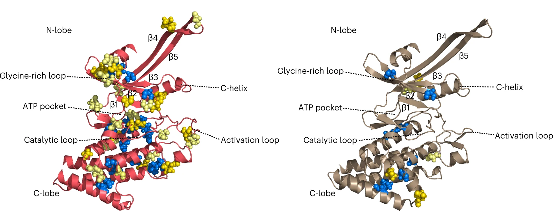 Plot showing: Protein Structure, Kinase 1, Kinase 2, AlphaFold v2.0, Functional Features