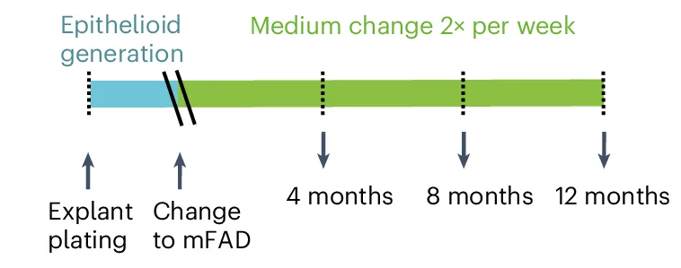 Plot showing: Workflow, Illustration, Esophageal Epithelioids, Rosa26 mTmG Mice, KI67