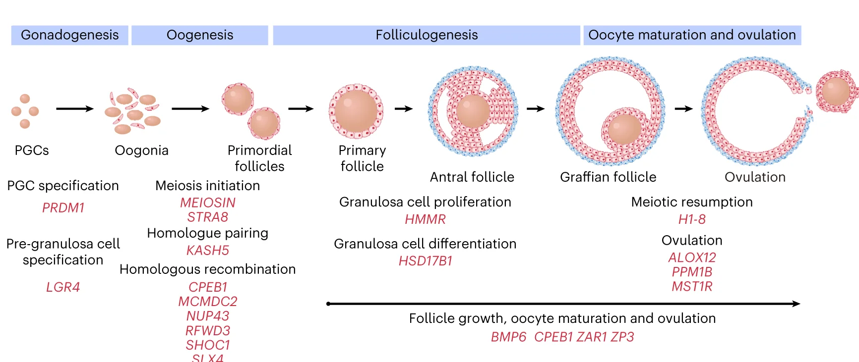 Plot showing: Workflow, Illustration, LoF Variants, POI, Ovary Development