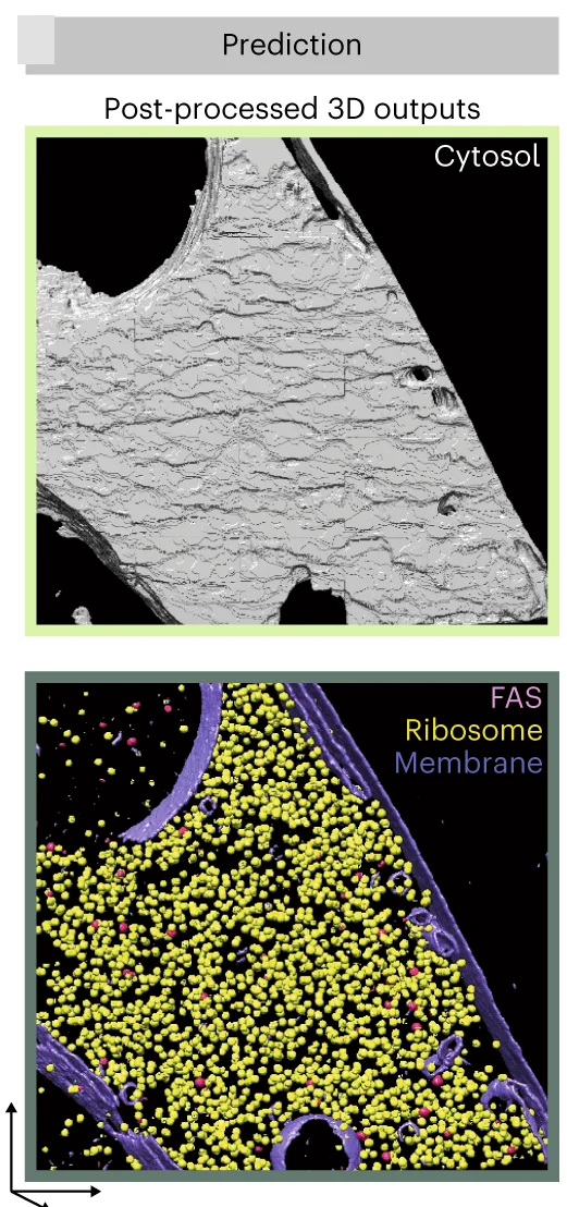 Plot showing: 3D Plot, Protein Structure, Chemical Structure, DeePiCt, Raw Predictions