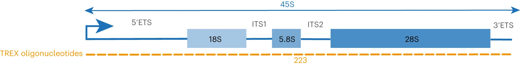 Plot showing: Illustration, 45S rRNA, Antisense DNA Oligonucleotides, TREX