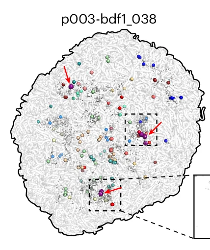 Plot showing: 3D Plot, 3D Positioning, OR Genes, Enhancers, Progenitor Cell