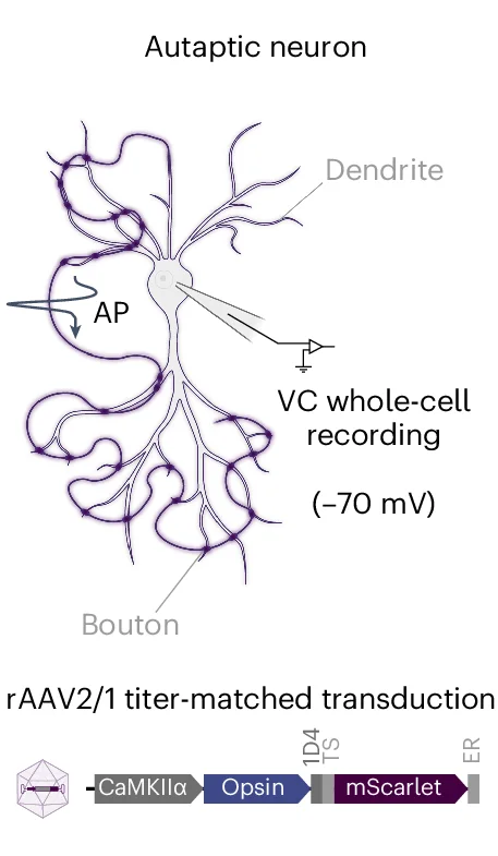 Plot showing: Illustration, Workflow, Autaptic Neuron, Whole-Cell Configuration, Depolarization
