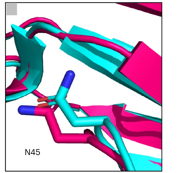 Plot showing: Protein Structure, Chemical Structure, OD1, ND2, N45