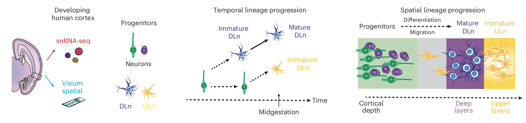 Plot showing: Workflow, Illustration, Radial Glia Cells, Intermediate Progenitors, Deep Layer Neurons