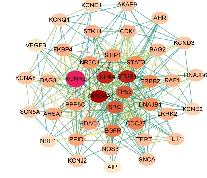 Plot showing: Network, Pathway, KCNH2 protein, Protein interaction network, STRING