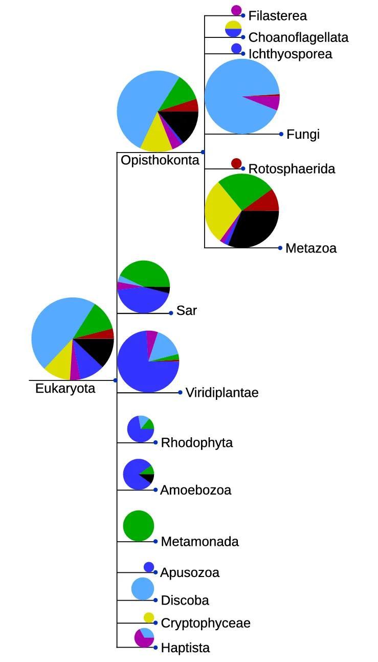 Plot showing: Pie Chart, Treemap, Eukaryotes, Metazoa, NAMPT