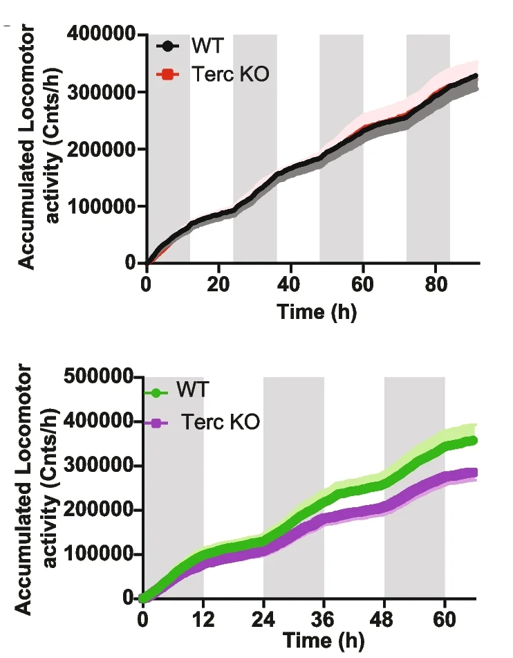 Plot showing: Line Plot, Error Bars, Line Step, Metabolic Cage, G2-Terc Mice