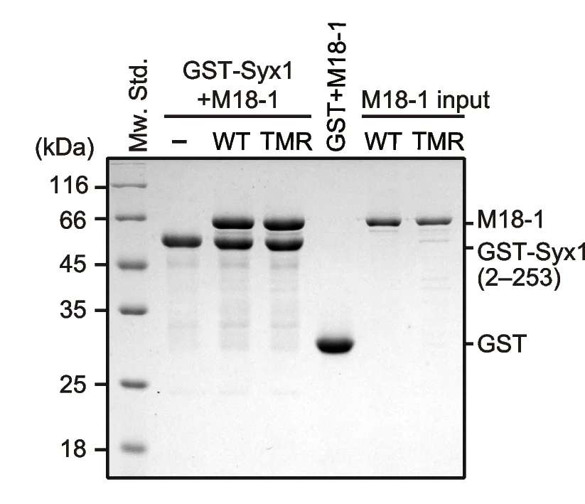 Plot showing: Gel, TMR Mutation, Munc18-1, Syx1, GST Pull-Down Assay