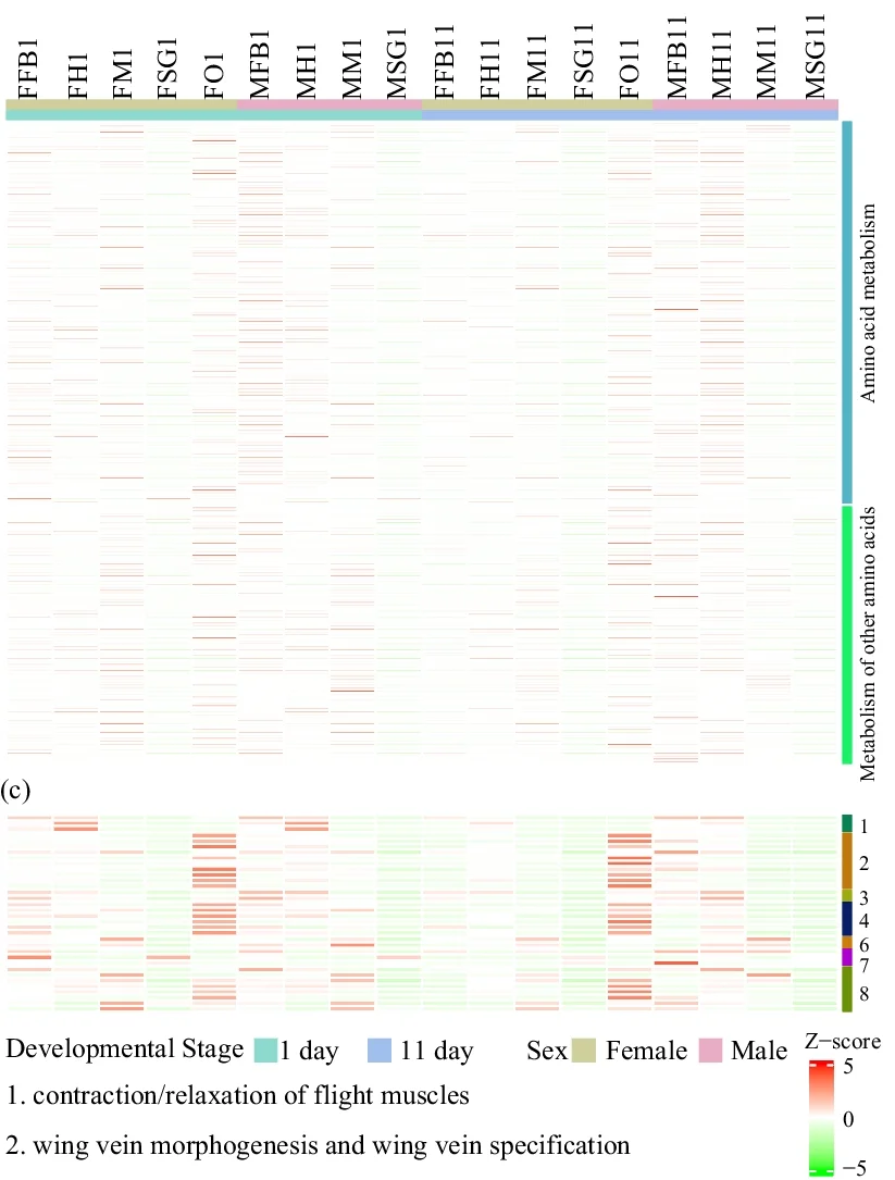 Plot showing: Heatmap, Amino Acid Metabolism, Gene Expression, Tissues, Developmental Stages