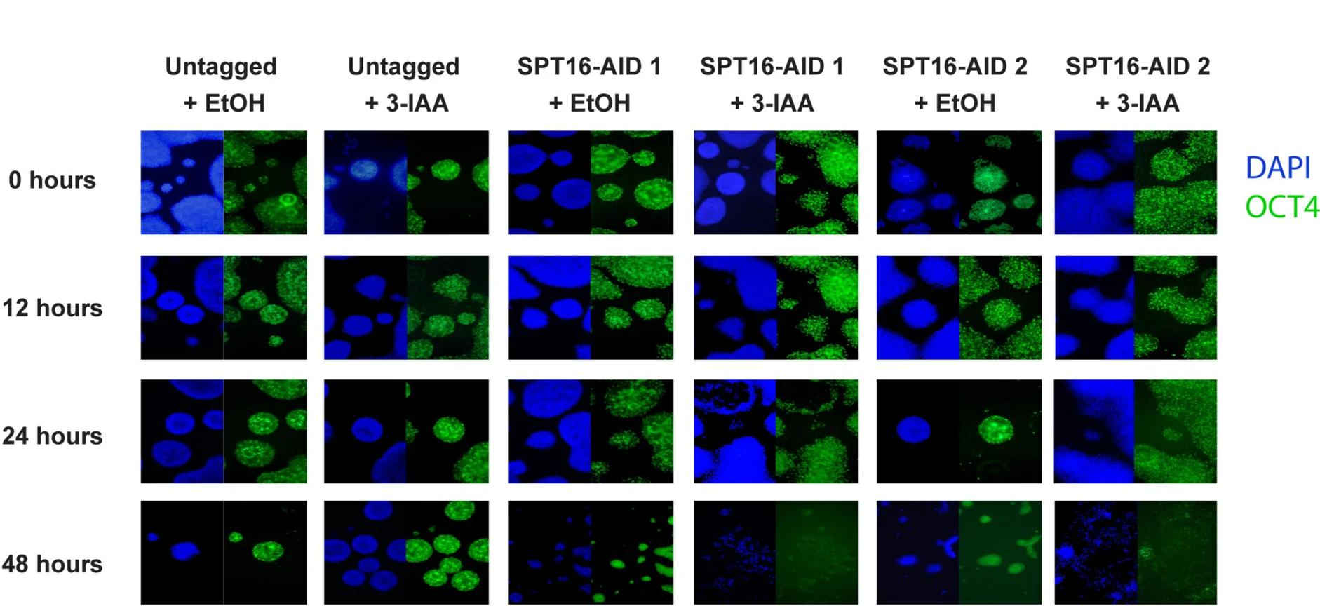 Plot showing: Microscopy, Timecourse, IAA Treatment, SPT16 Depletion, Immunocytochemistry