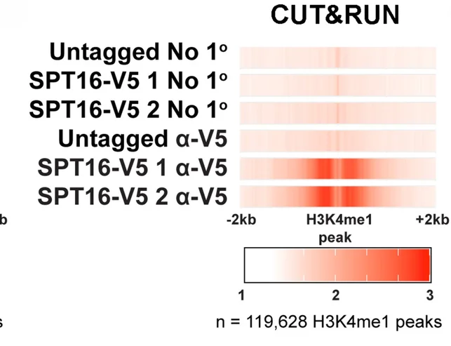 Plot showing: Heatmap, CUT&RUN, Heatmaps, ChIP-seq, H3K4me1
