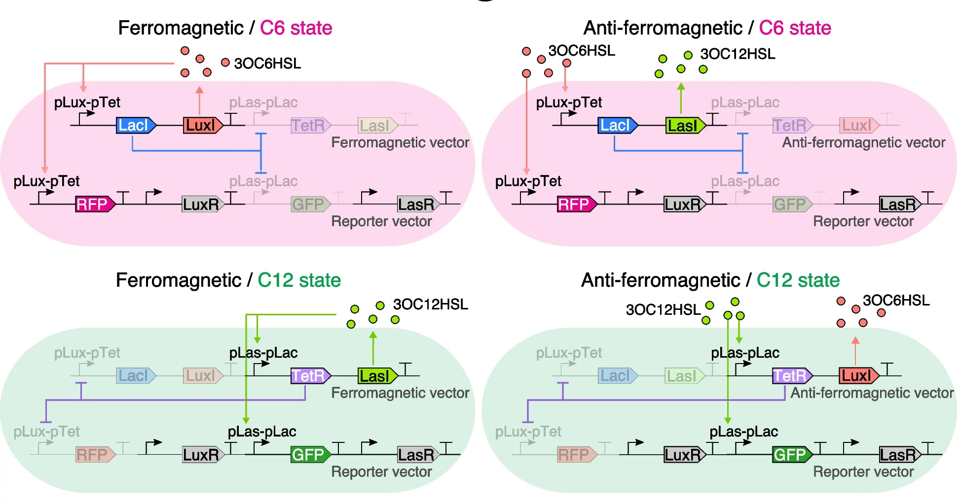 Plot showing: Workflow, Illustration, Gene Networks, Ferromagnetic, Anti-ferromagnetic