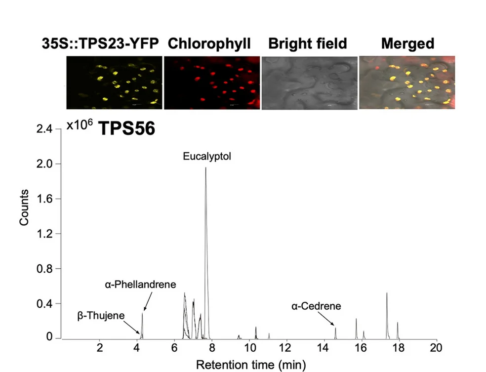 Plot showing: Line Plot, Microscopy, Subcellular localization, Transient function validation, Cinnamomum camphora