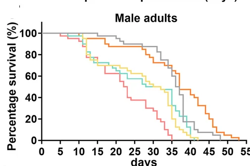Plot showing: Line Plot, Survival Curve, Line Step, Survival Curves, Male Adults