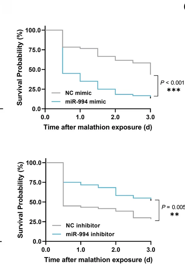 Plot showing: Survival Curve, Line Step, Bactrocera dorsalis, Malathion, Synthetic miR-994