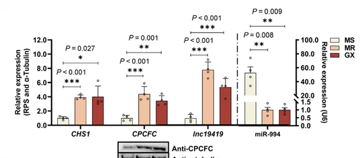 Plot showing: Bar Plot, Error Bars, CHS1, CPCFC, lnc19419
