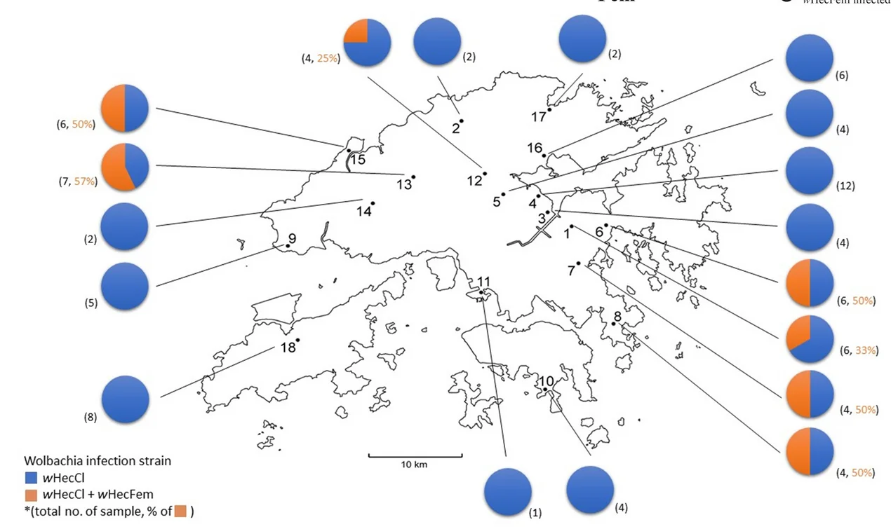 Plot showing: Geo Map, Pie Chart, Pie Charts, wHecCI Infection, wHecCI + wHecFem Double Infection