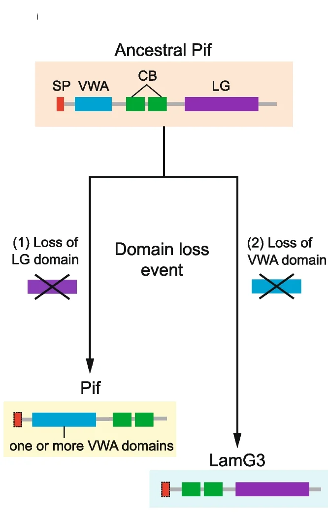 Plot showing: Workflow, Flowchart, Illustration, Evolutionary Model, LamG3
