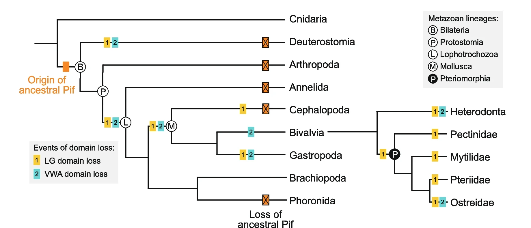 Plot showing: Pathway, Evolution, Pif, LamG3, Metazoans