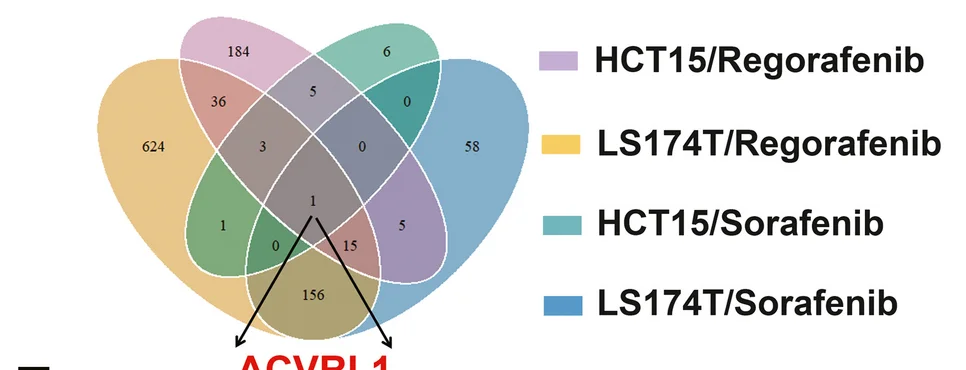Plot showing: Venn Diagram, ACVRL1, Gene Upregulation, HCT15 Cells, LS174T Cells