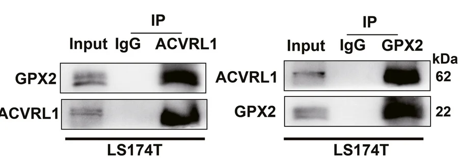 Plot showing: Gel, Co-IP Assays, LS174T Cells, GPX2, ACVRL1