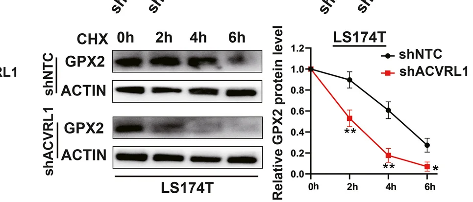 Plot showing: Line Plot, Error Bars, Gel, ACVRL1, GPX2
