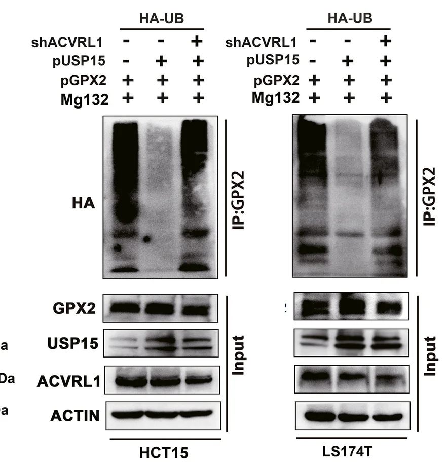 Plot showing: Gel, Ubiquitination, GPX2, CRC Cells, USP15