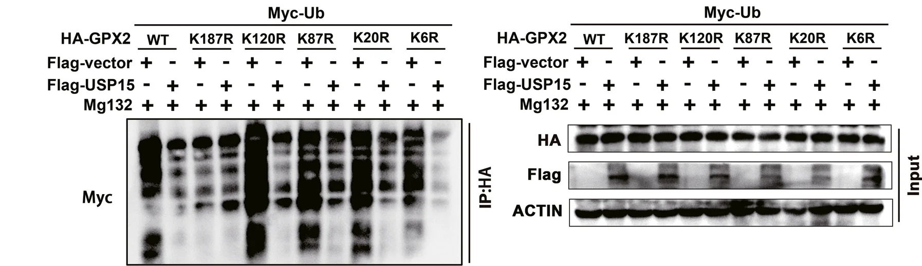 Plot showing: Gel, Ubiquitination, USP15, GPX2, Lysine