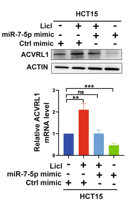Plot showing: Bar Plot, Error Bars, Photo, Gel, HCT15 Cells