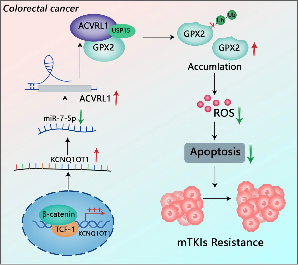 Plot showing: Workflow, Illustration, ACVRL1, Wnt/β-catenin, KCNQ1OT1
