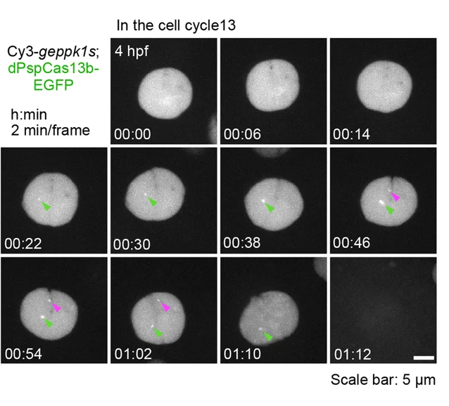 Plot showing: Microscopy, De Novo Transcription, Gene Tracking, Cell Cycle