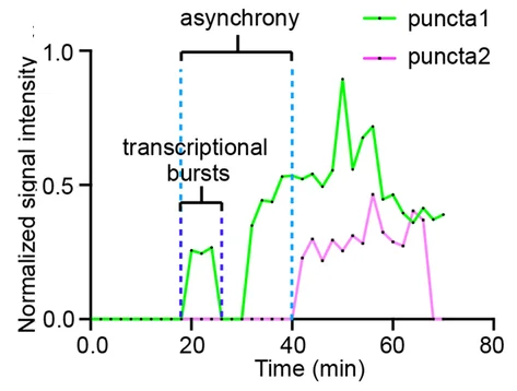 Plot showing: Line Plot, De Novo Transcription, Allele Expression, Gene Expression, Zebrafish Embryos