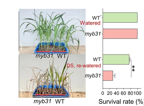 Plot showing: Bar Plot, Error Bars, Gene Target, HB12, ZmRZPF12