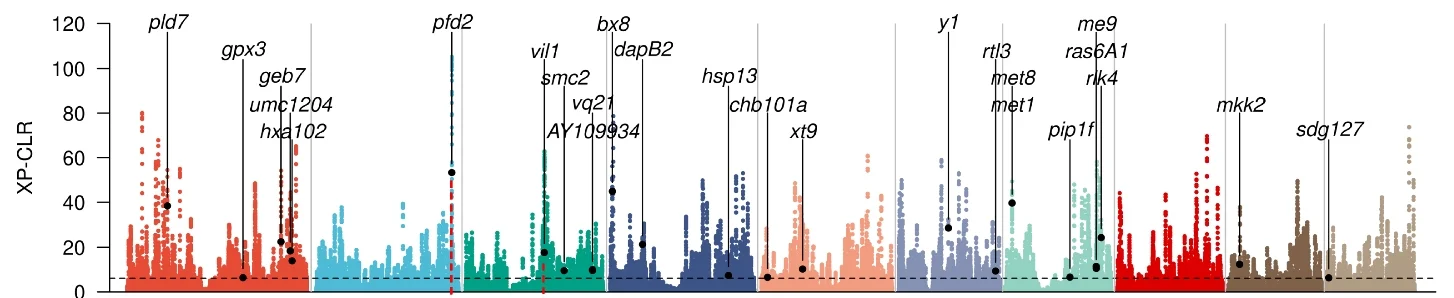 Plot showing: Manhattan Plot, XP-CLR, Selective Sweeps, Expression Heritability, Temperate Maize