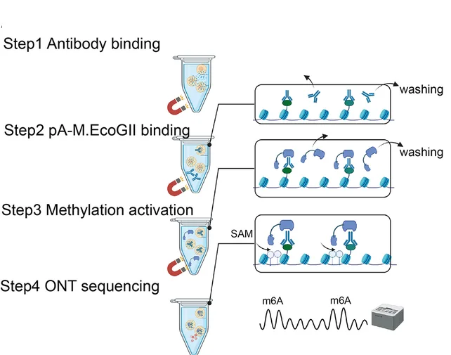 Plot showing: Workflow, Illustration, BIND&MODIFY, Recombinant Protein, ONT Sequencing