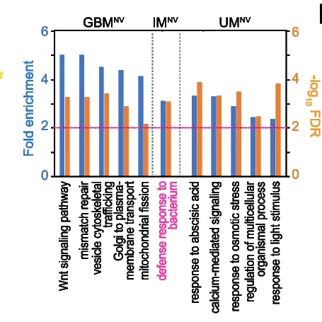 Plot showing: Bar Plot, Clustered, GO Terms, Gene Groups